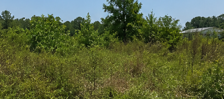 Before: Overgrown lot before land clearing in Bossier City area